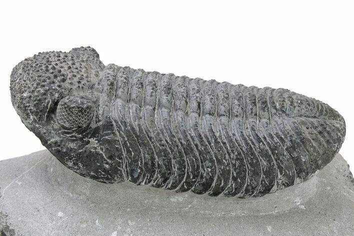 Large, Prone Drotops Trilobite - Mrakib, Morocco #235801